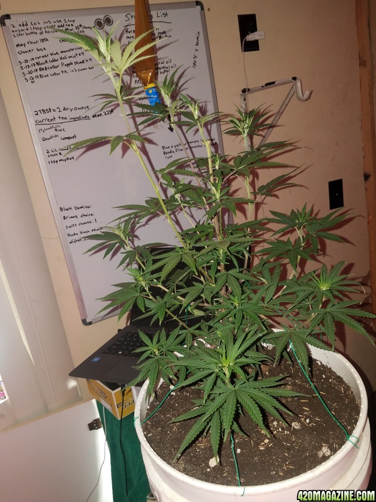 Organic purple kush clone