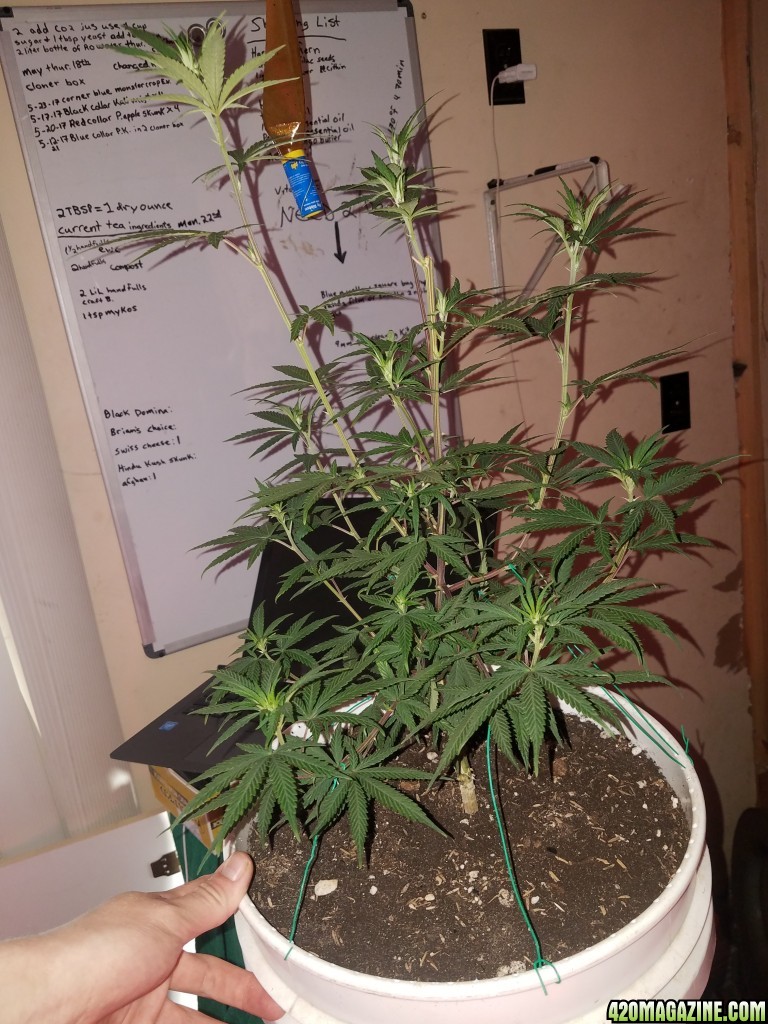 Organic purple kush clone