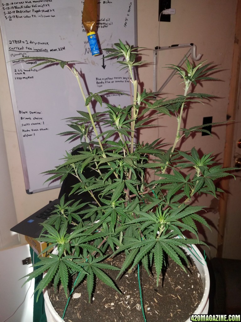 Organic purple kush clone