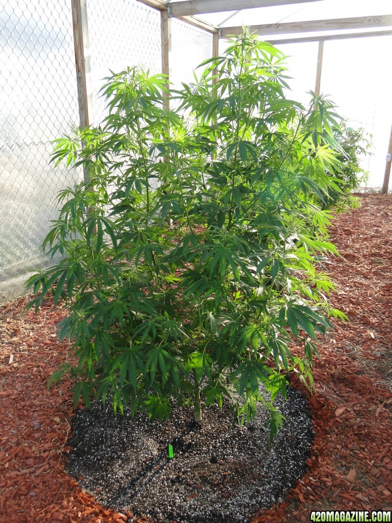 Organic Silver Fox-Day 1 of Transplant-6/30/16