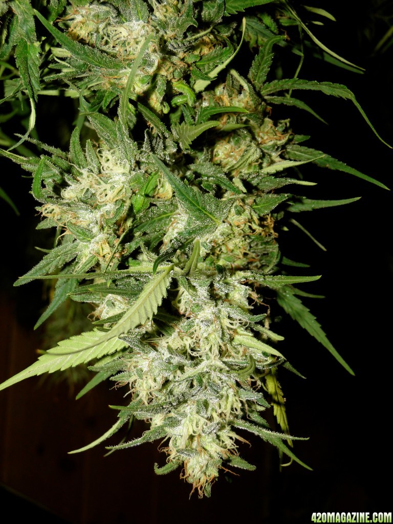 Organic Silver Fox in Drying-Pheno #2