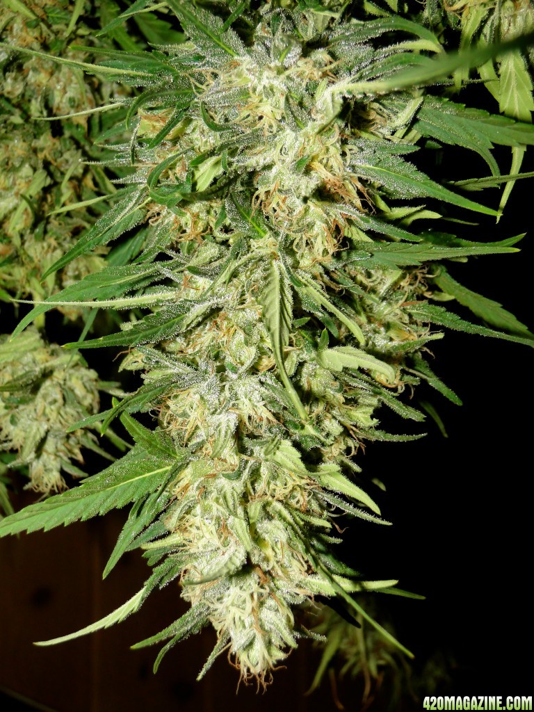 Organic Silver Fox in Drying-Pheno #2