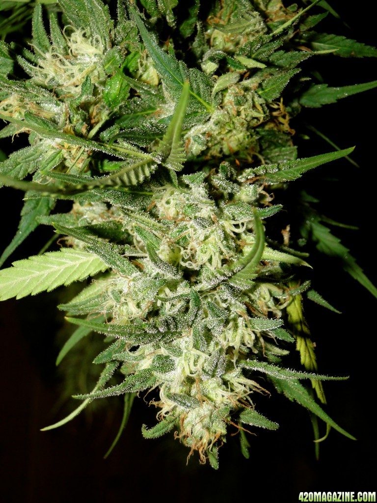 Organic Silver Fox in Drying-Pheno #2