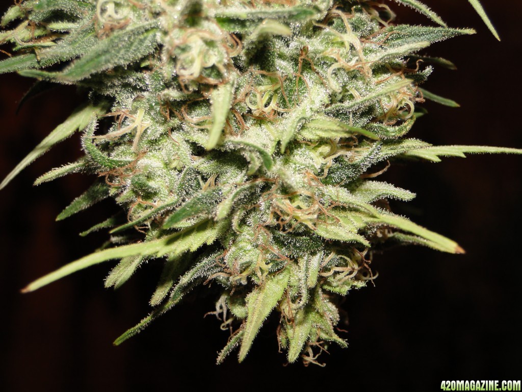 Organic Silver Fox in Drying-Pheno #2