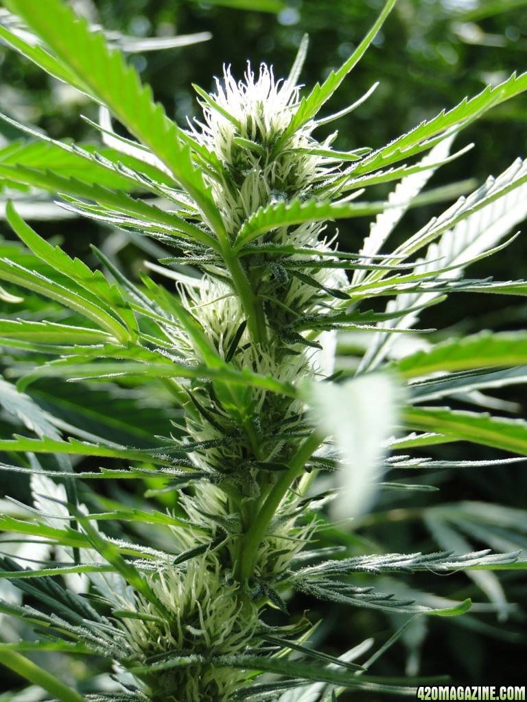 Organic Silver Fox in Flowering (S.S.H. x Kali Mist x G.D.P.)