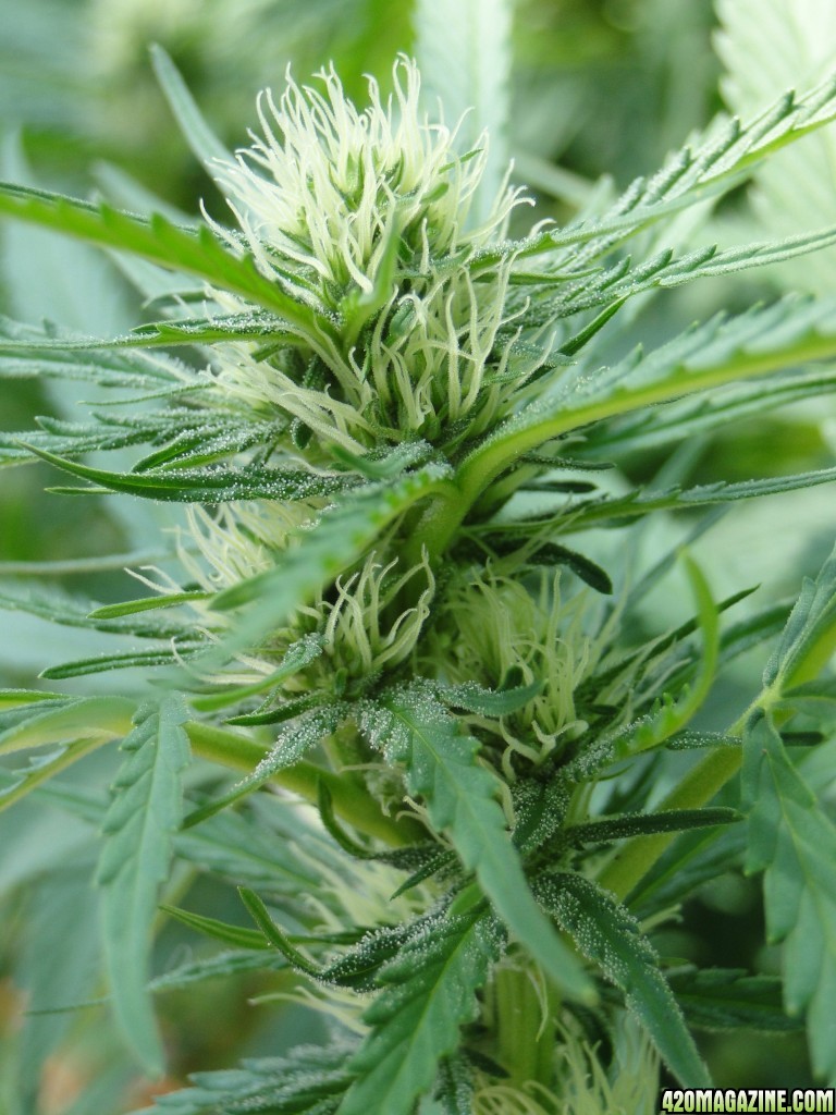 Organic Silver Fox in Flowering (S.S.H. x Kali Mist x G.D.P.)