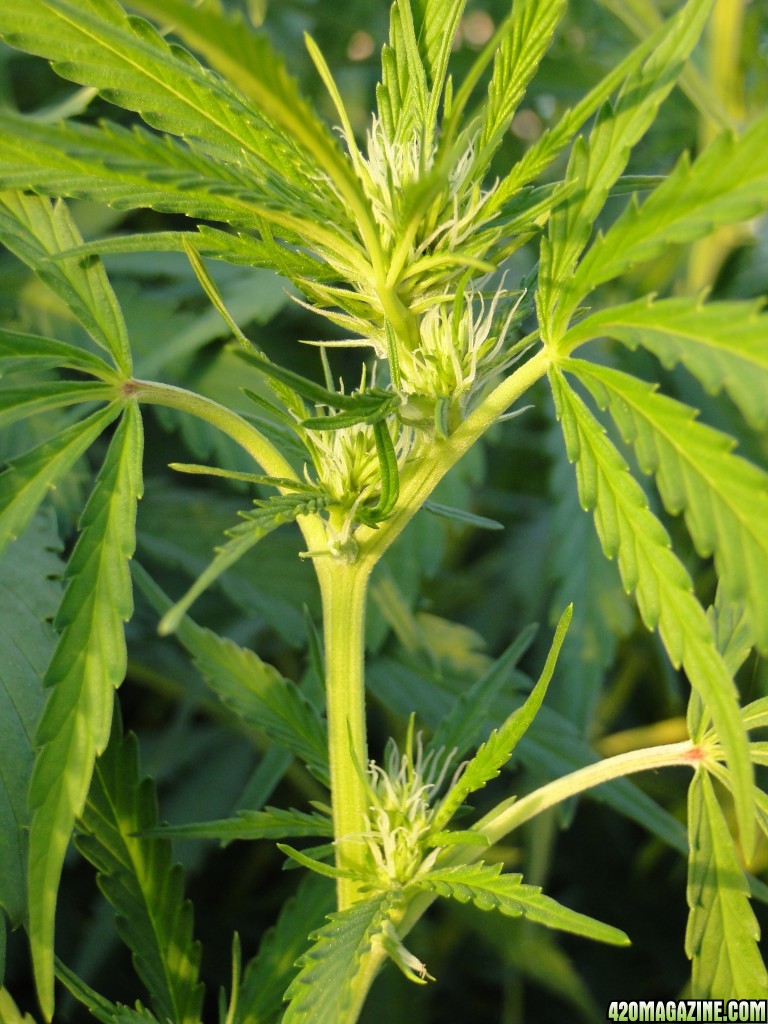 Organic Silver Fox in Flowering