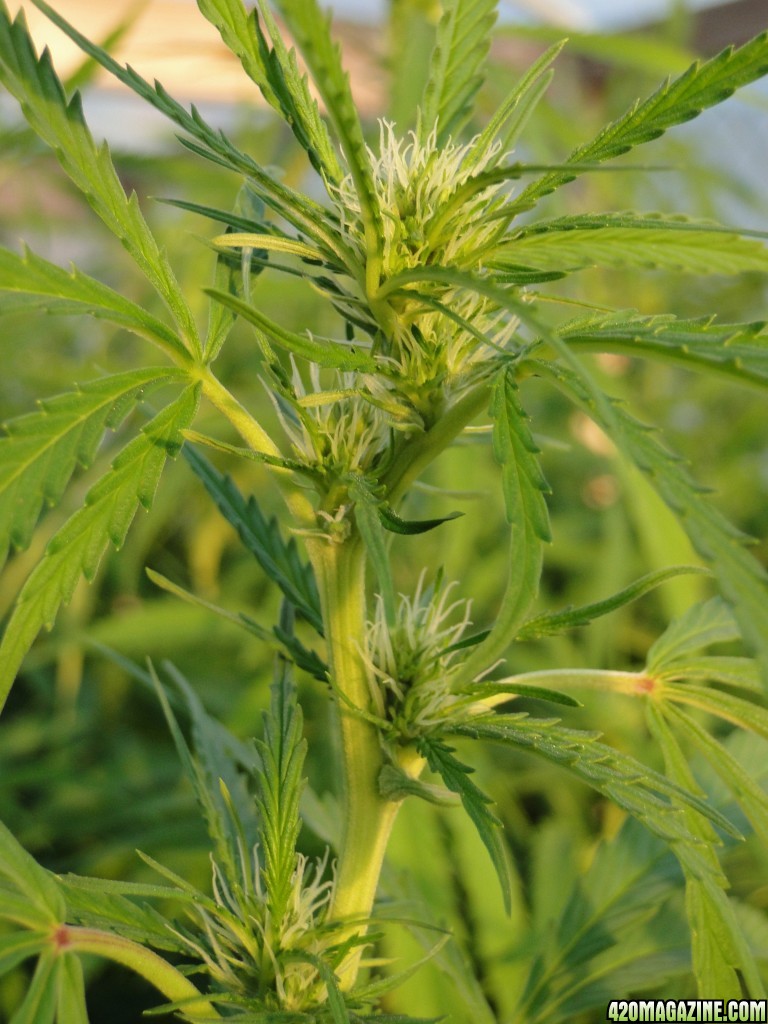 Organic Silver Fox in Flowering