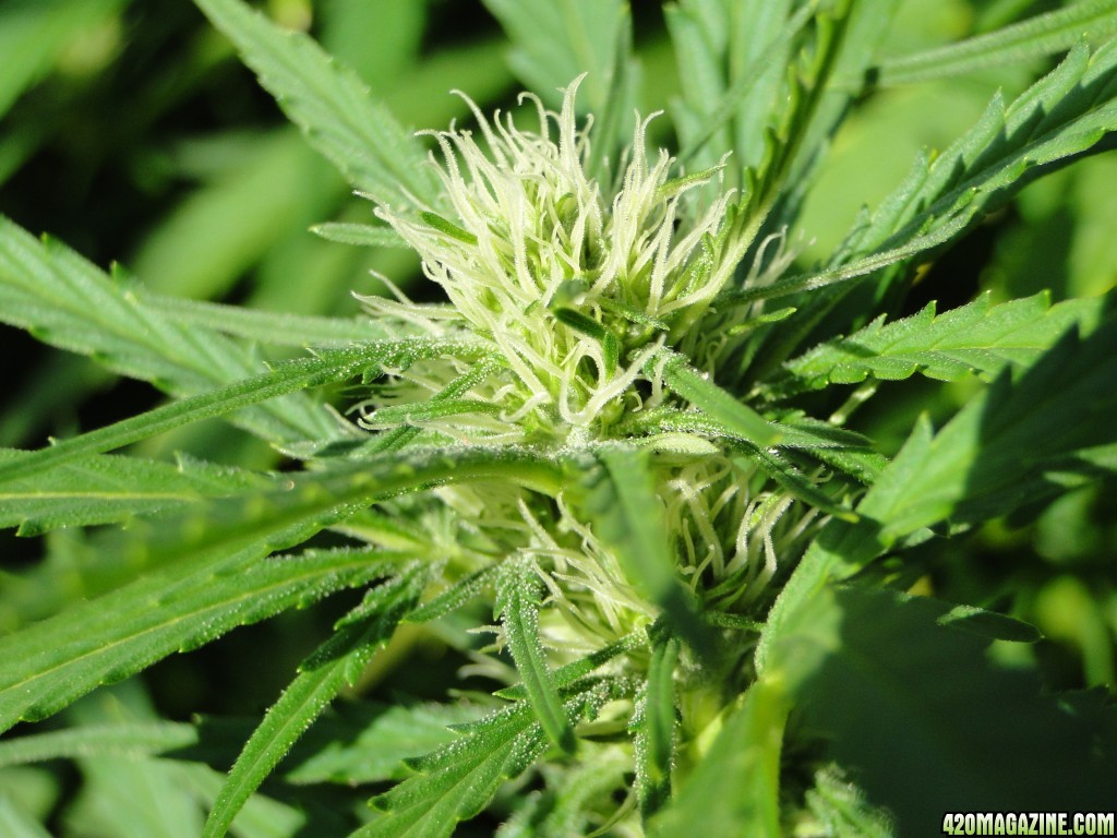 Organic Silver Fox in Flowering