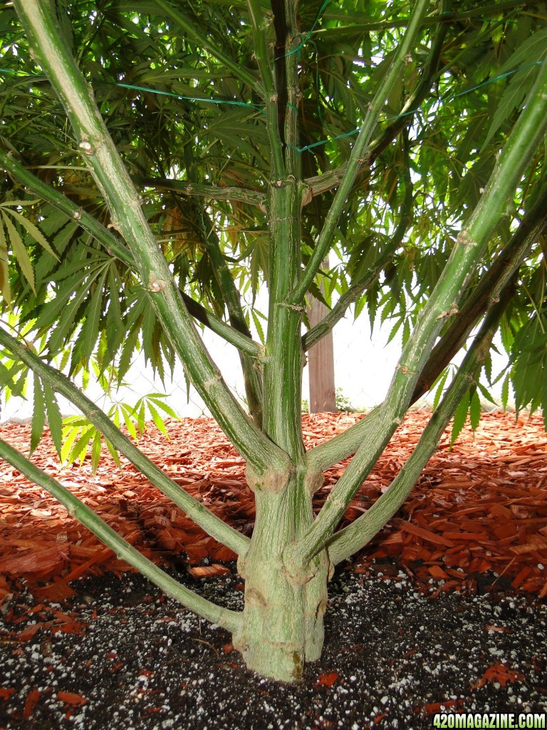 Organic Silver Fox in Pre-Flower