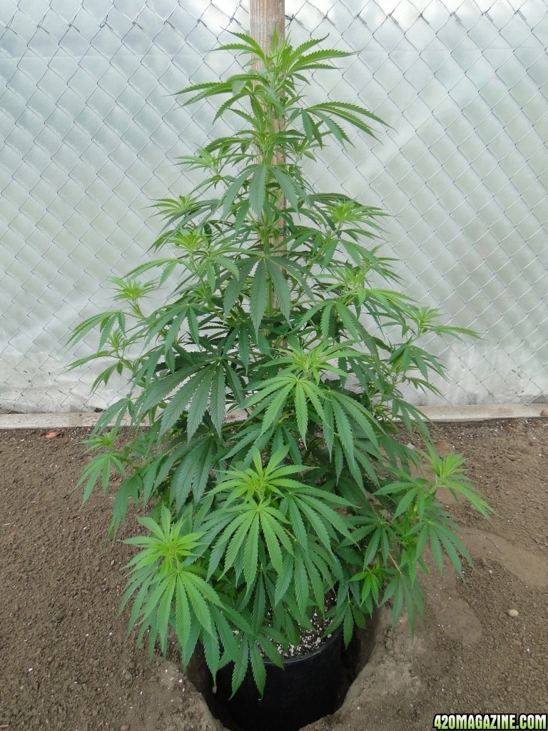 Organic Silver Fox in Veg.-5/14/15