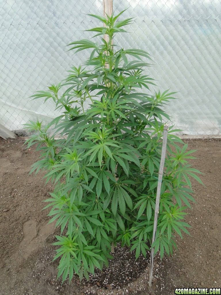 Organic Silver Fox in Veg.-5/14/15