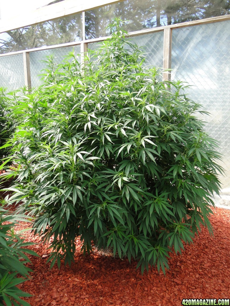 Organic Silver Fox in Veg.-Greenhouse #1