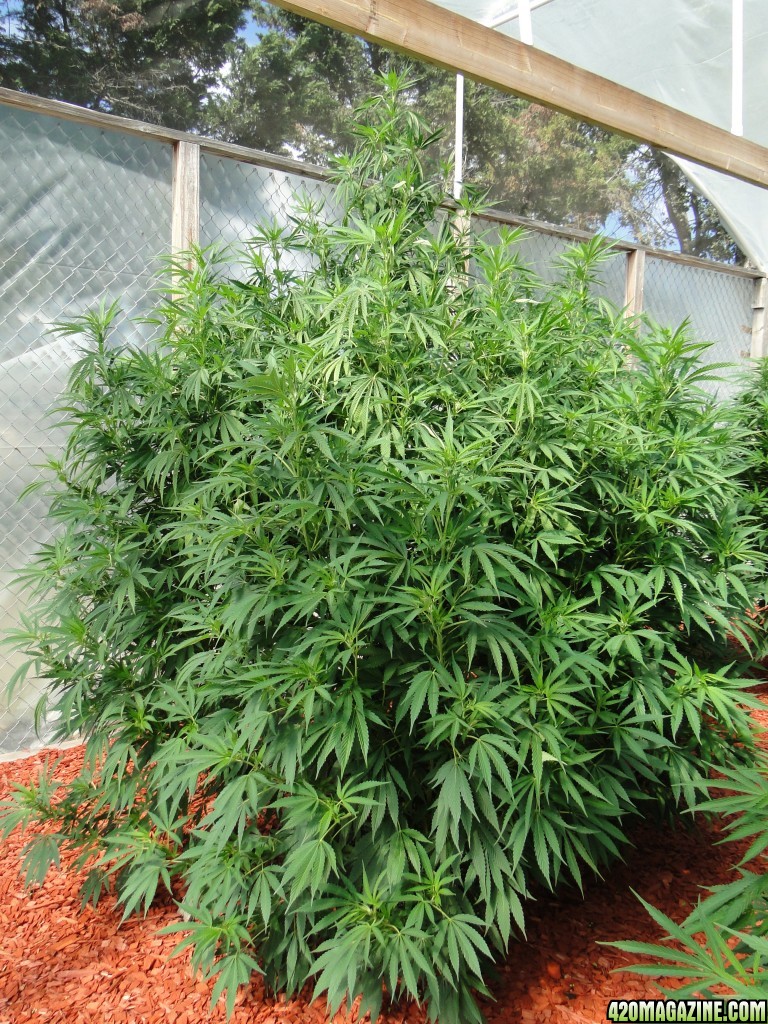 Organic Silver Fox in Veg.-Greenhouse #1