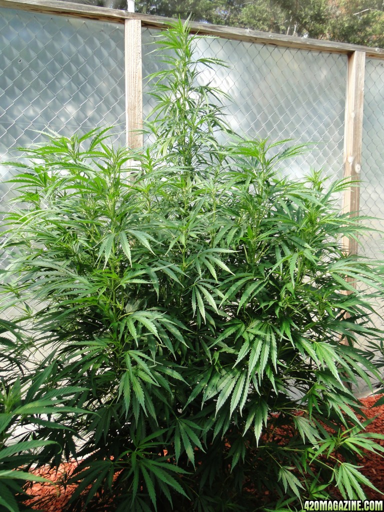 Organic Silver Fox in Veg.-Greenhouse #1