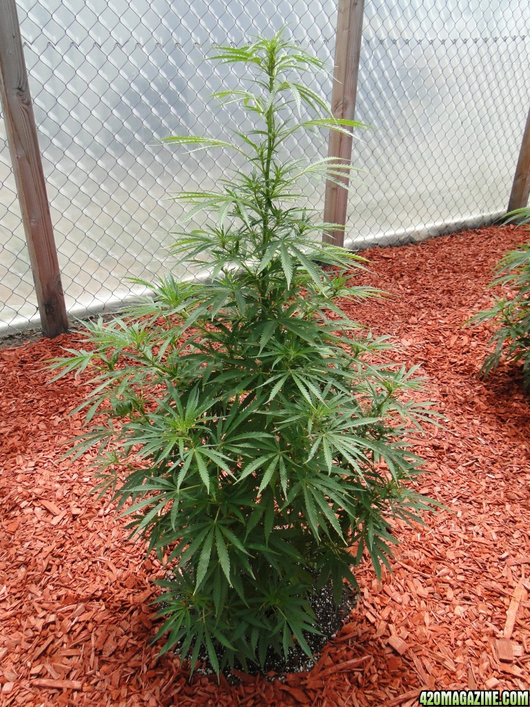 Organic Silver Fox in Veg.-Greenhouse #2