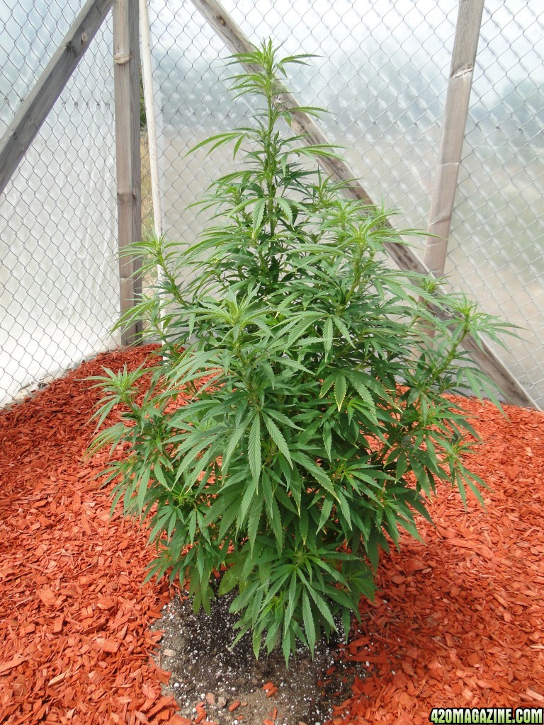 Organic Silver Fox in Veg.-Greenhouse #2