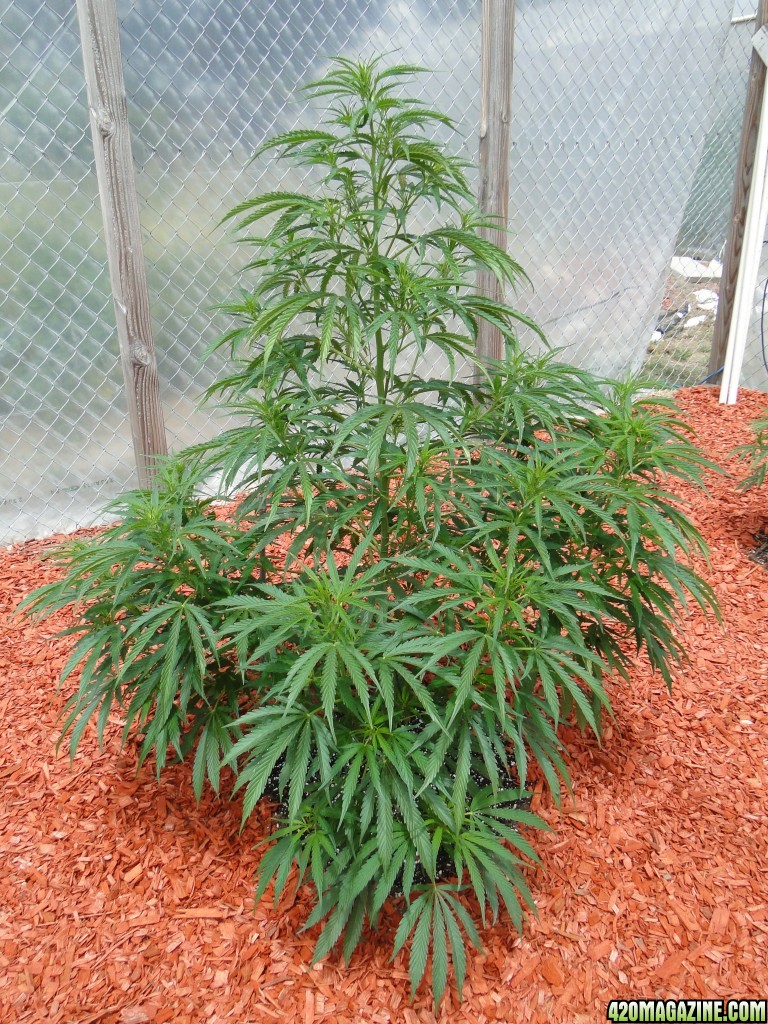 Organic Silver Fox in Veg.-Greenhouse #2