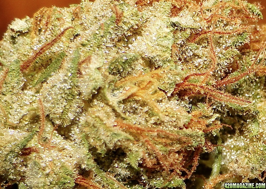 Organic Silver Fox-Macro Shot