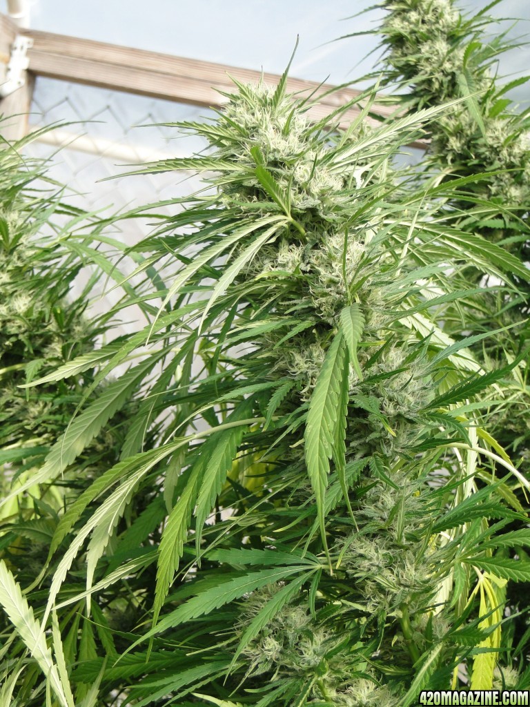 Organic Silver Fox-Pheno #1-Week 8 of Flowering