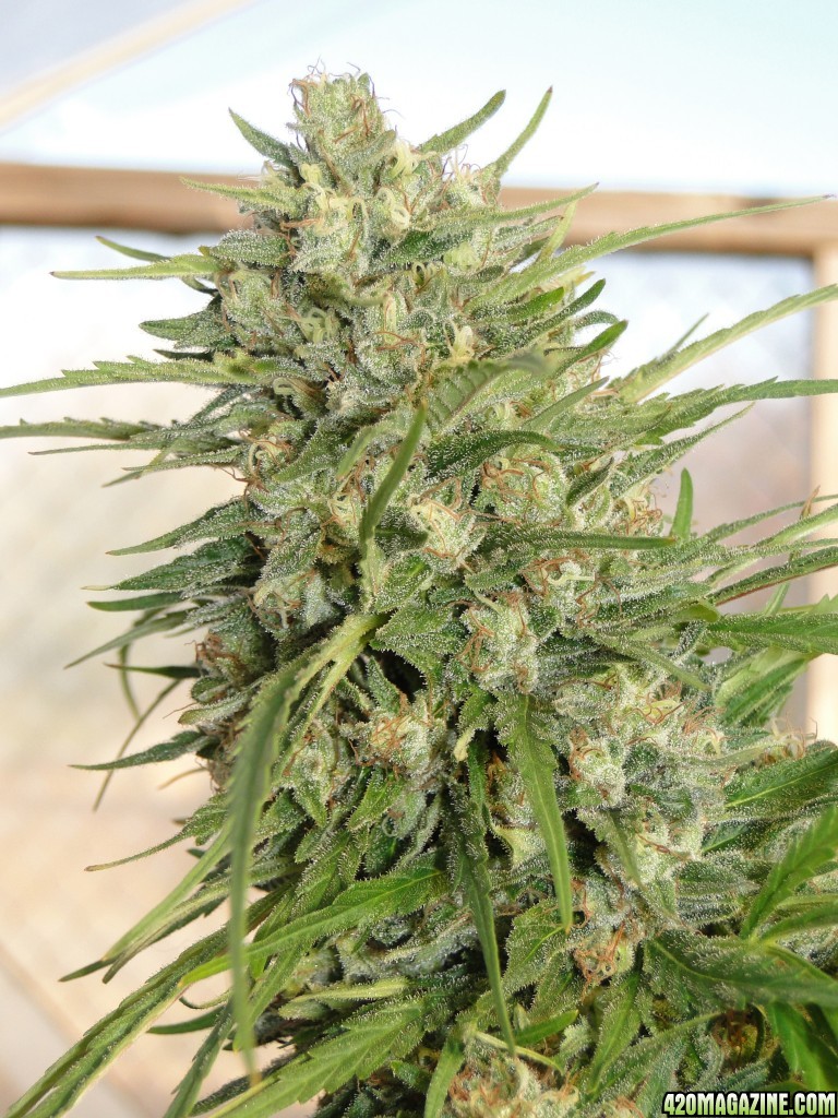 Organic Silver Fox-Pheno #1-Week 9 of Flowering