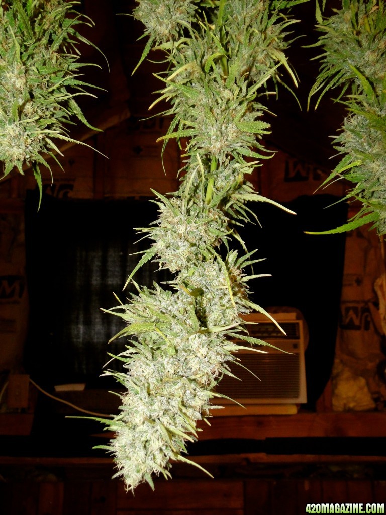 Organic Silver Fox-Pheno #2-Harvest Day