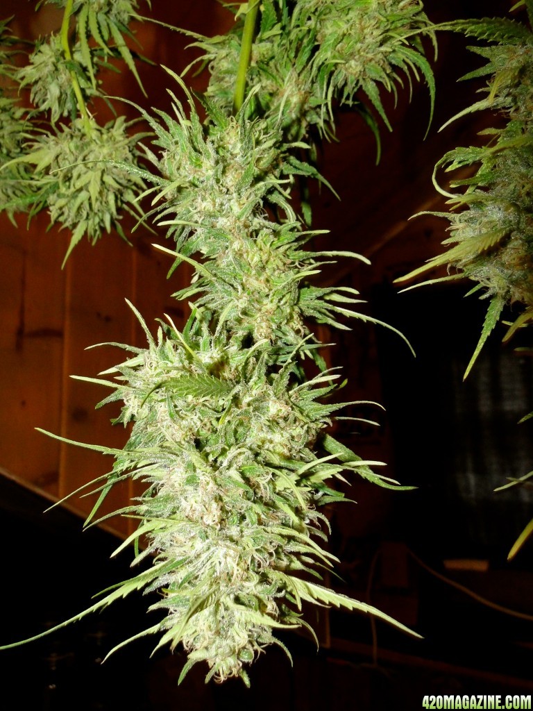 Organic Silver Fox-Pheno #2-Harvest Day