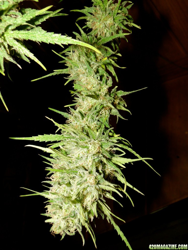 Organic Silver Fox-Pheno #2-Harvest Day