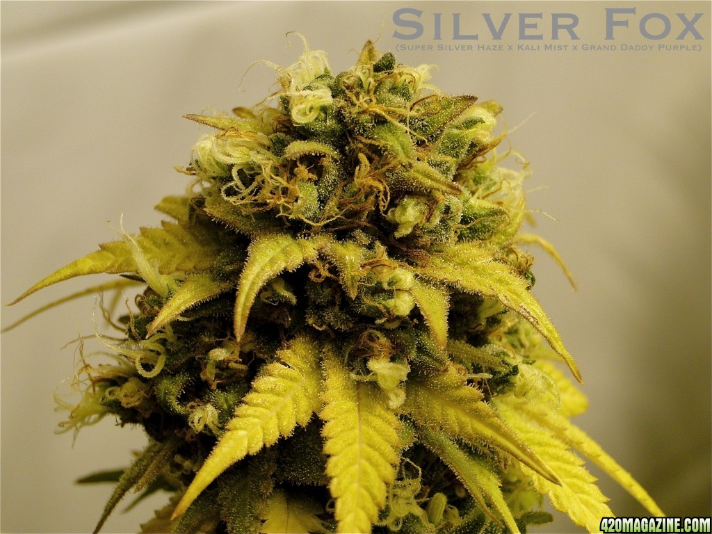 Organic Silver Fox-Pheno #2 (Super Silver Haze x Kali Mist x G.D.P.)