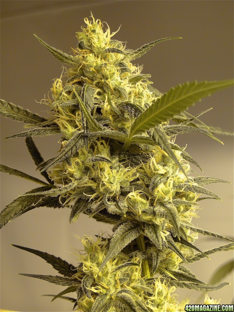 Organic Silver Fox-Pheno #2 (Super Silver Haze x Kali Mist x G.D.P.)