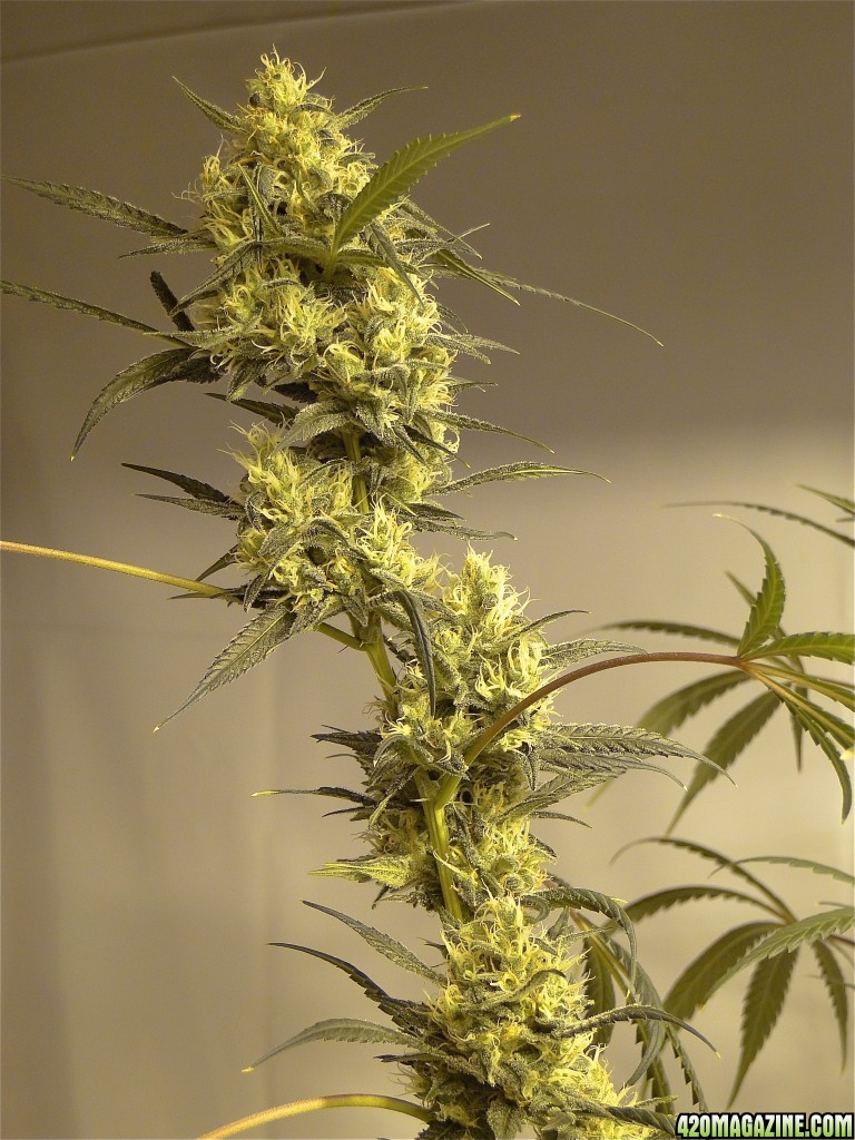 Organic Silver Fox-Pheno #2 (Super Silver Haze x Kali Mist x G.D.P.)