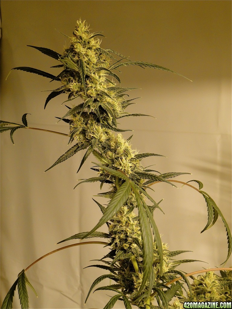 Organic Silver Fox-Pheno #2 (Super Silver Haze x Kali Mist x G.D.P.)