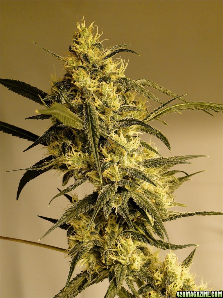 Organic Silver Fox-Pheno #2 (Super Silver Haze x Kali Mist x G.D.P.)