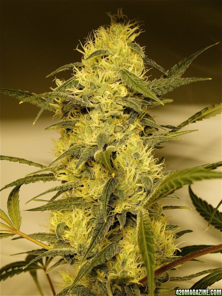 Organic Silver Fox-Pheno #2 (Super Silver Haze x Kali Mist x G.D.P.)