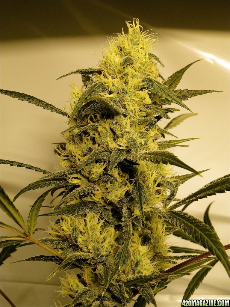 Organic Silver Fox-Pheno #2 (Super Silver Haze x Kali Mist x G.D.P.)