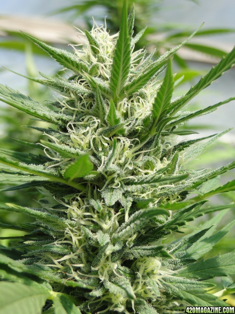 Organic Silver Fox-Pheno #2-Week 7 of Flowering