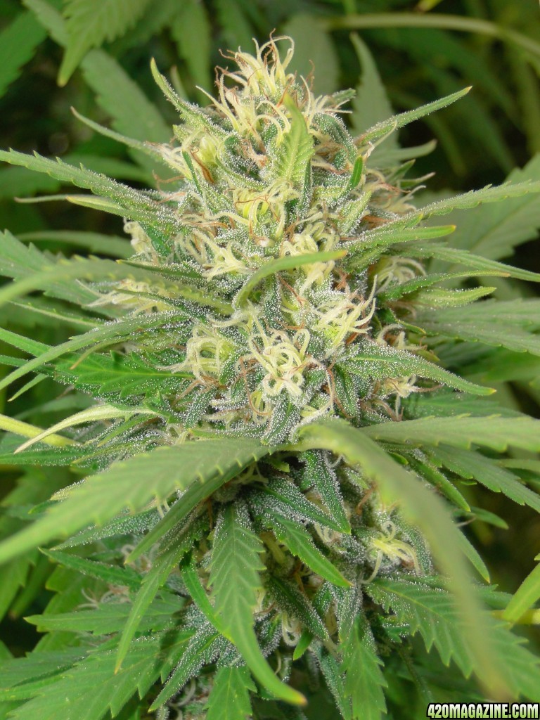 Organic Silver Fox-Pheno #2-Week 7 of Flowering