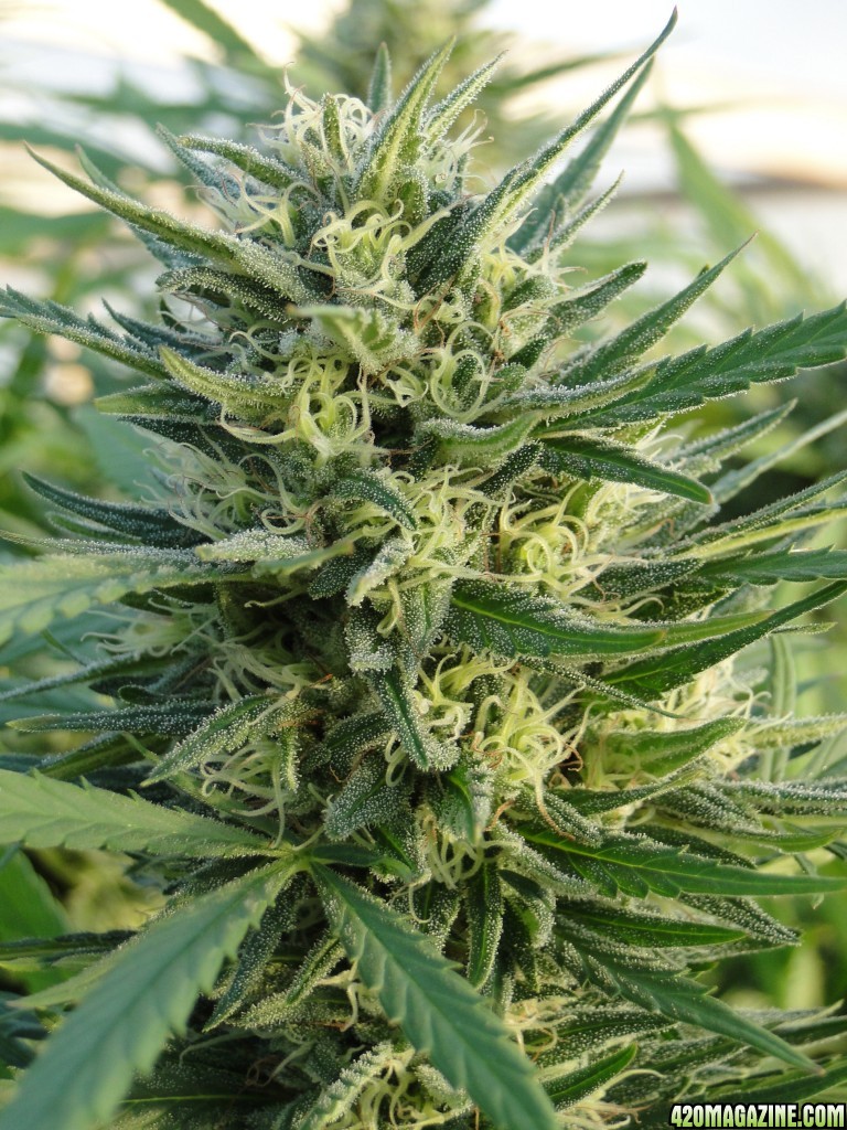 Organic Silver Fox-Pheno #2-Week 8 of Flowering