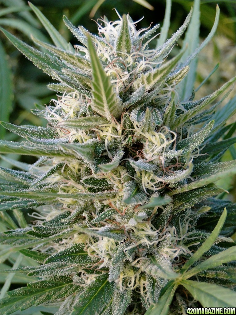 Organic Silver Fox-Pheno #2-Week 8 of Flowering