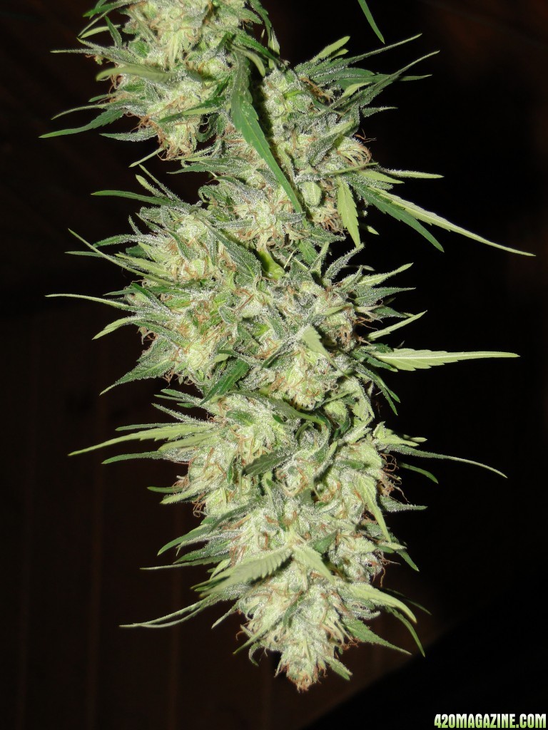 Organic Silver Fox-Pheno #2