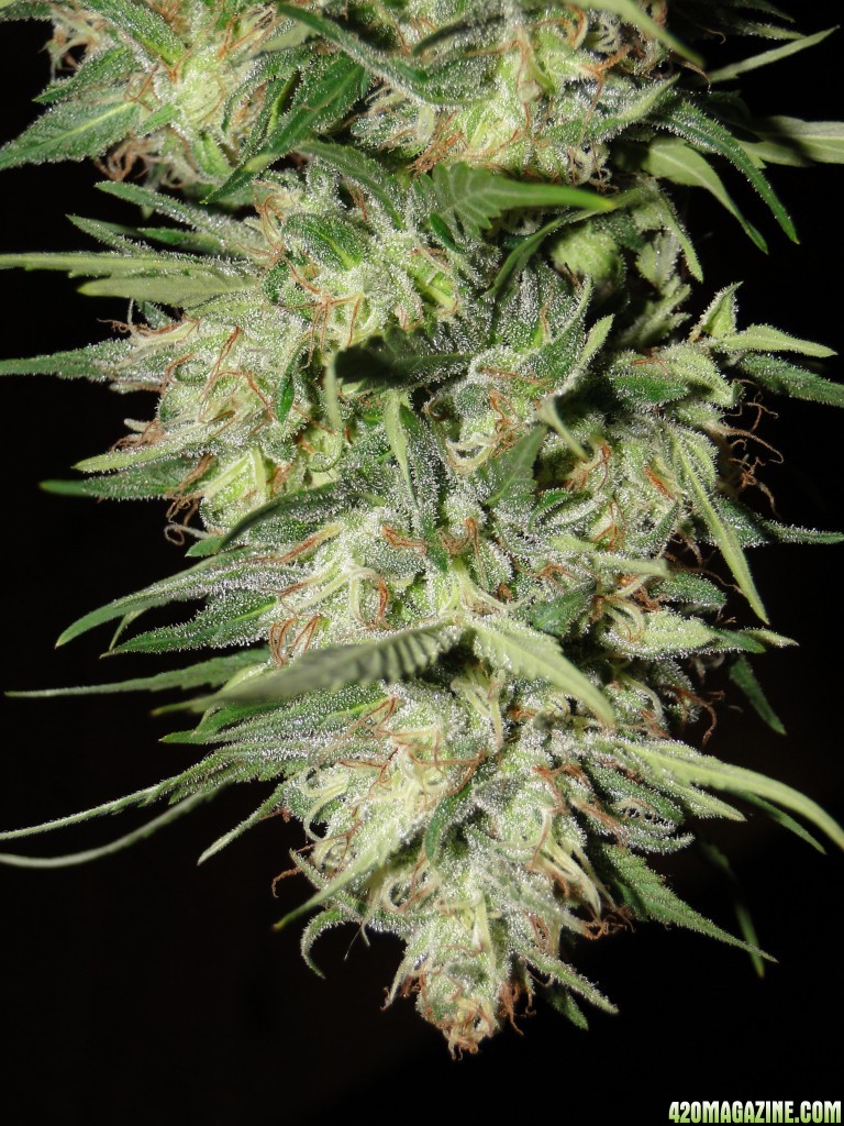 Organic Silver Fox-Pheno #2