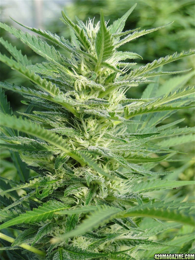 Organic Silver Fox-Pheno #6/Day 27 of Flowering-9/10/17