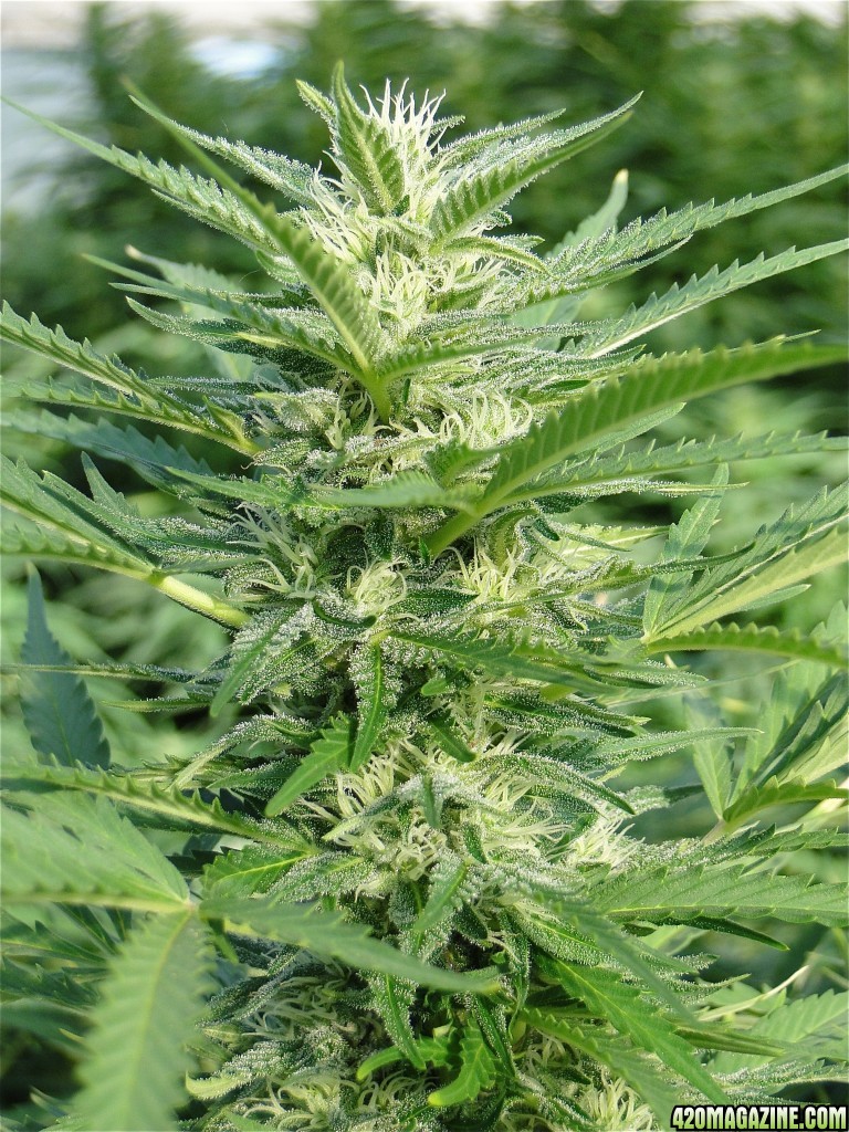 Organic Silver Fox-Pheno #6/Day 27 of Flowering-9/10/17