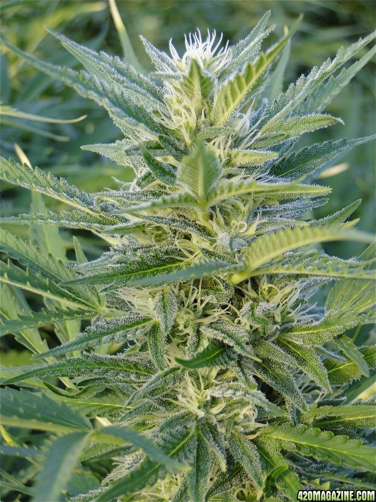 Organic Silver Fox-Pheno #6-Day 30 of Flowering