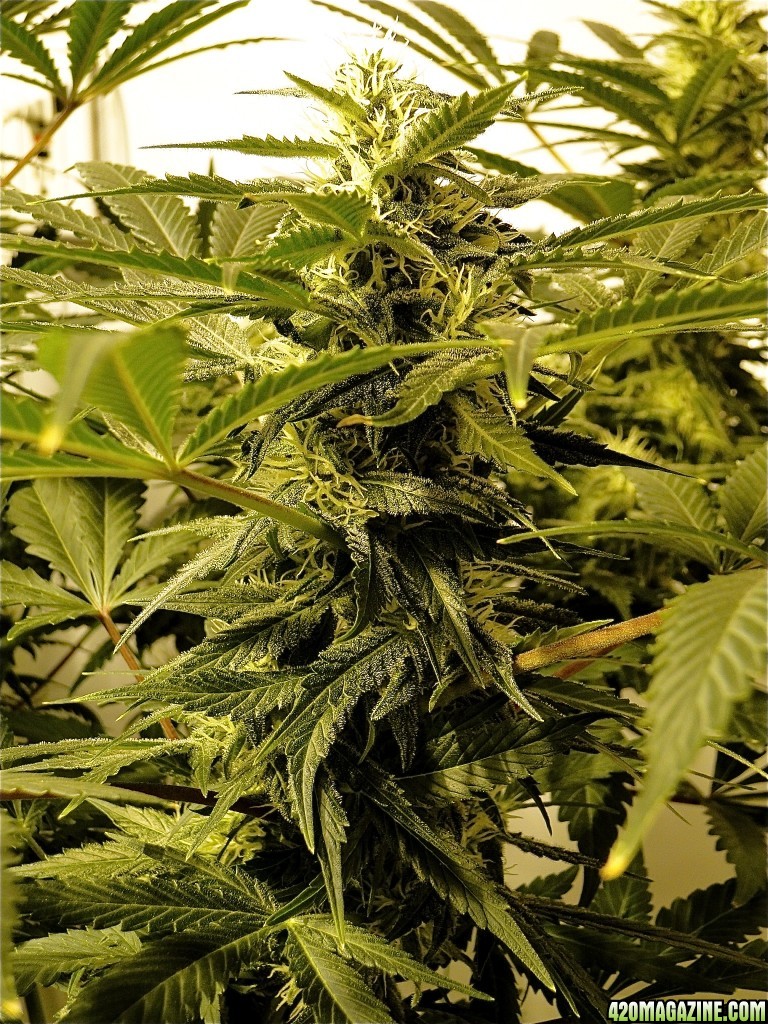 Organic Silver Fox-Pheno #6 (Super Silver Haze x Kali Mist x G.D.P.)