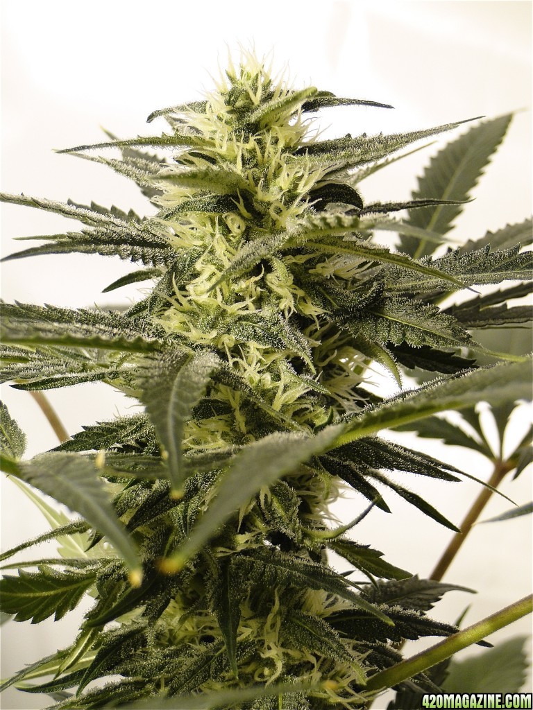 Organic Silver Fox-Pheno #6