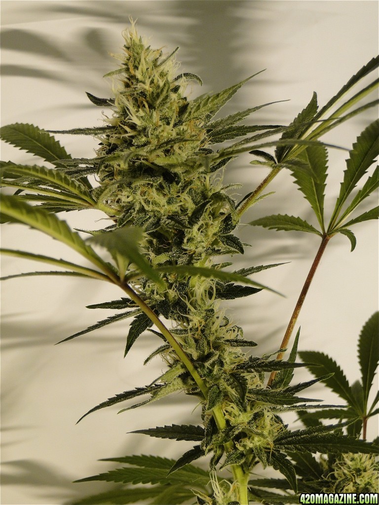 Organic Silver Fox Solo Cup Grow-Pheno #3/Day 41 of Flowering