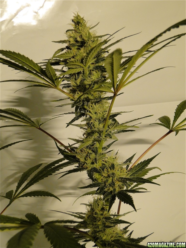 Organic Silver Fox Solo Cup Grow-Pheno #3/Day 41 of Flowering