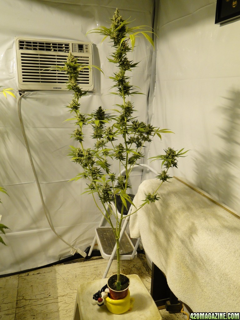 Organic Silver Fox Solo Cup Plant-Pheno #6