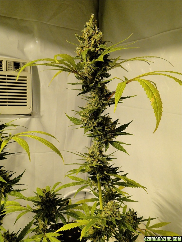 Organic Silver Fox Solo Cup Plant-Pheno #6